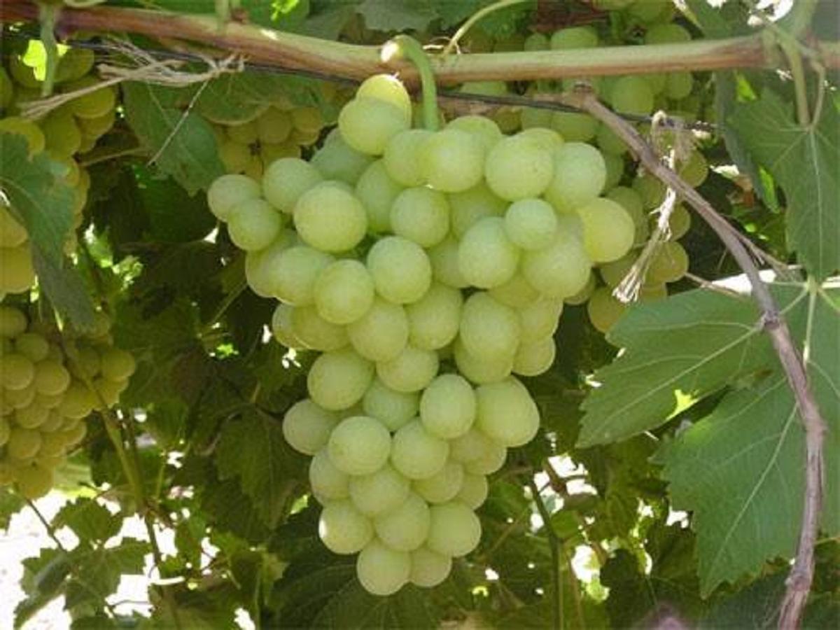 Tierra De Vinos Cafayate